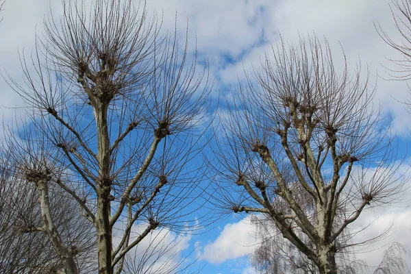 Malebný Pohled Stromů Nahou Větve Proti Modré Obloze — Stock fotografie