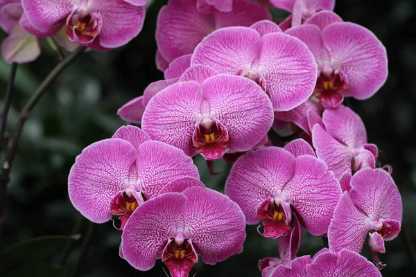 紫色的自然美丽的花朵 — 图库照片