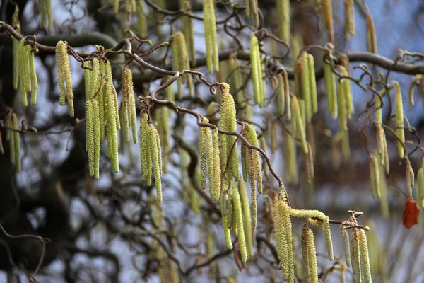 Весна Сережки Дереві — стокове фото