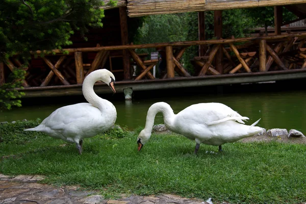 Beautiful White Swans Water — Stock Photo, Image