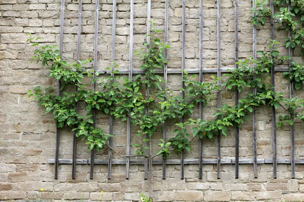 Gebäude Von Grünen Blättern Umhüllt — Stockfoto