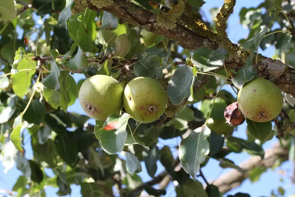 Μήλα Κλαδιά Δέντρων Κλείστε Την Εικόνα — Φωτογραφία Αρχείου