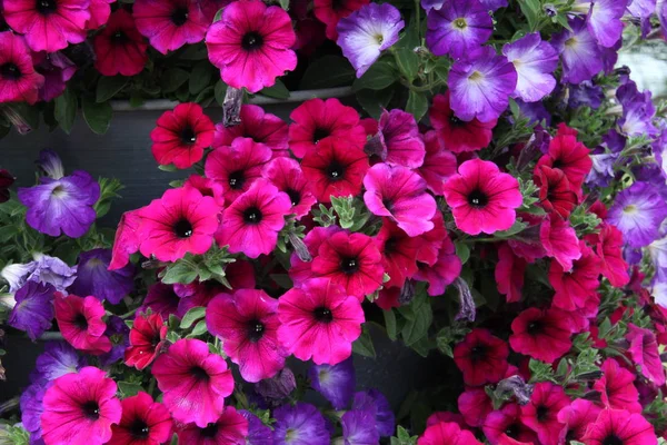 Selective Focus Beautiful Flowers Outdoors — Stock Photo, Image