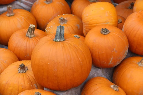 Pile Pumpkins Background Royalty Free Stock Photos