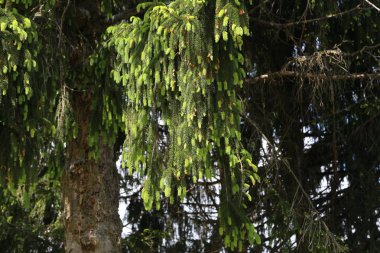 Orman / Coniferous ormandaki ağaçlar / iğneler yakın çekim