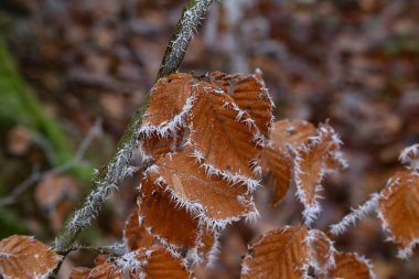 Soğuk sabah ormanın içinde. Yaprakları frost ile kaplıdır.
