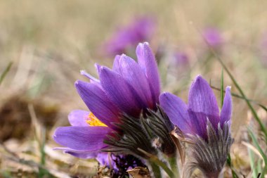 Violet doğal güzel çiçekler 