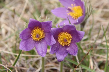 Violet doğal güzel çiçekler 