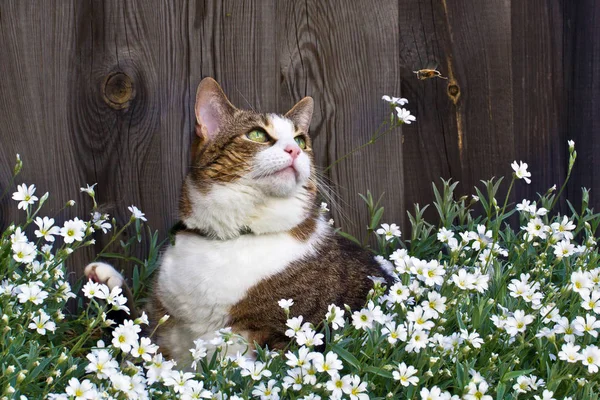 Portrait Beautiful Purebred House Cat — Stock Photo, Image