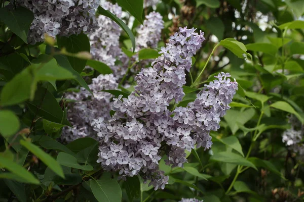 Selektiv Inriktning Vita Vackra Blommor — Stockfoto