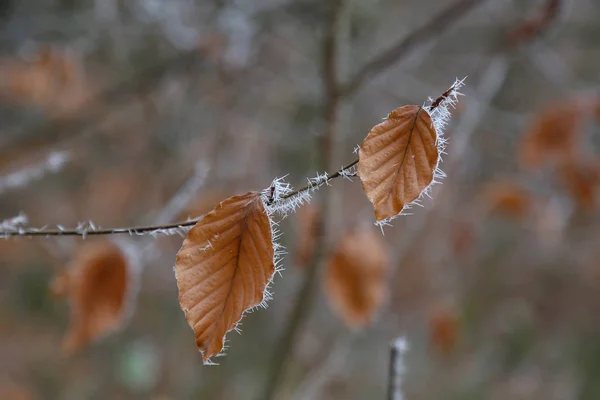 Matin Glacial Dans Forêt Les Feuilles Sont Couvertes Givre — Photo