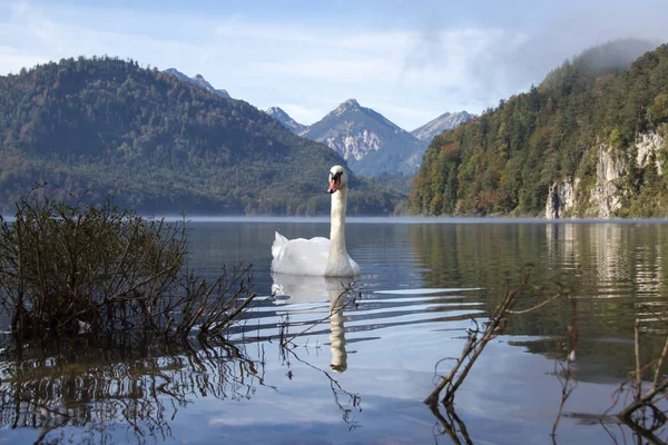 Beau Cygne Blanc Sur Eau — Photo