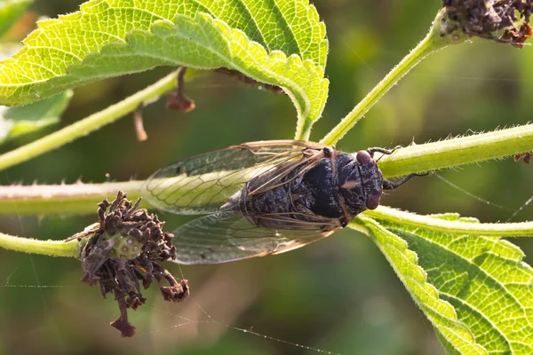 Cicada Insetos Que Vivem Nos Países Sul — Fotografia de Stock