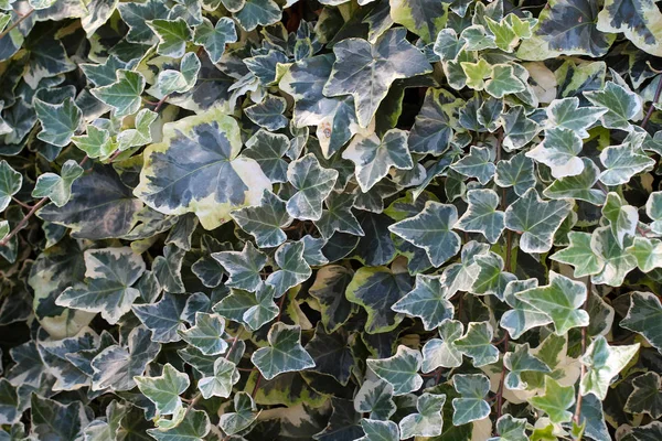 Ivy Ivy Arbustes Rampants Accrochés Leurs Racines Adventives Des Murs — Photo
