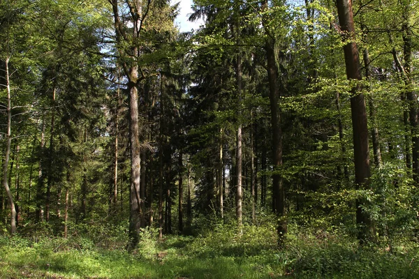 Güzel Ağaçlar Ile Pitoresk Orman — Stok fotoğraf