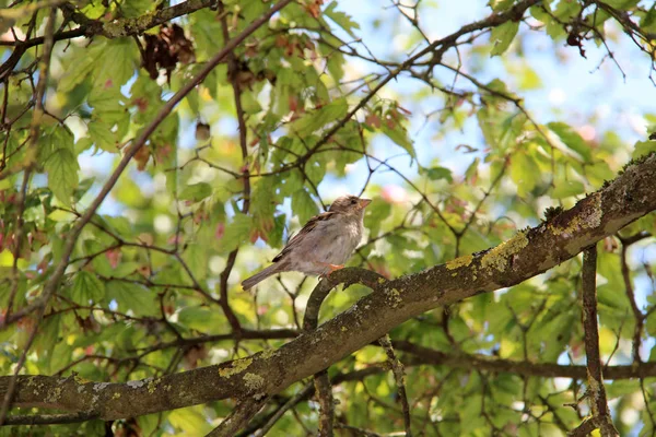 Un uccello siede su un albero — Foto Stock