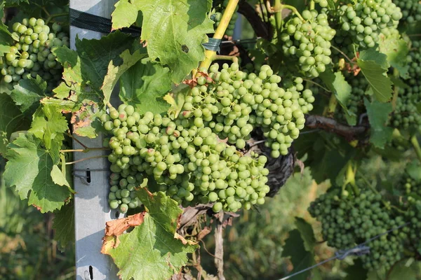 Young branch of grapes on the nature — Stock Photo, Image