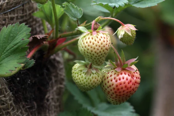 Strawberries / Harvest strawberries. Strawberry bushes with berries.