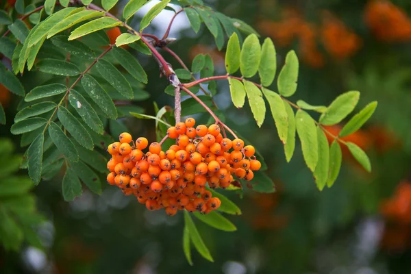 树枝上的橙罗兰浆果 — 图库照片