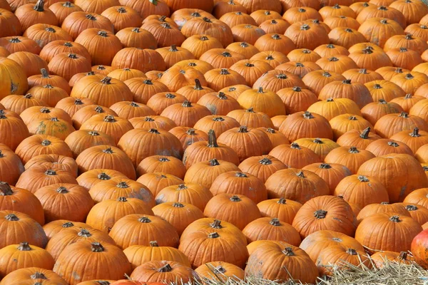 Image Plein Cadre Fond Citrouilles — Photo