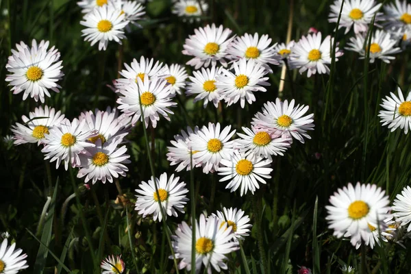 Вибірковий Фокус Білих Красивих Квітів — стокове фото