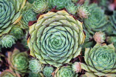 Sempervivum charadzeae, houseleeks veya sonsuza kadar bahar bahçesinde yaşamak