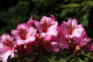 Pembe çiçek yeşil yaprakları ile görüntü kadar kapatın 