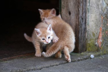 Sokakta oynayan turuncu küçük kedi yavrusu 