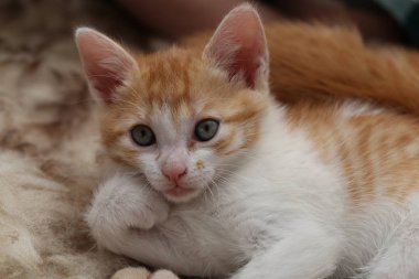 Portre sevimli zencefil kedi 