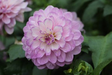 Bulanık arka planda mor çiçek, yakın