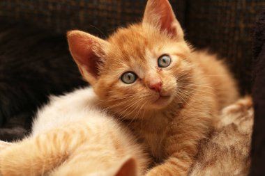 Kanepe üzerinde şirin yavru kedi bilseme-e zencefil 