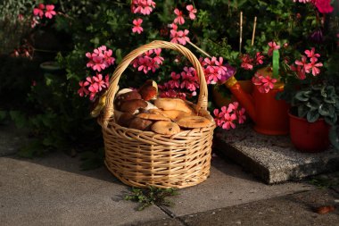 Mantarlar / Yenilebilir mantarlı sepet 