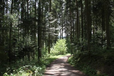 Güzel ağaçlar ile pitoresk orman 