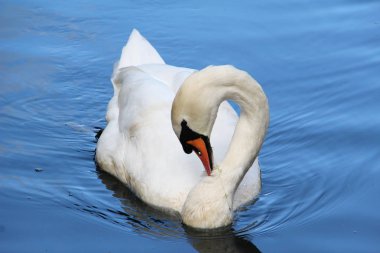 Su üzerinde güzel beyaz kuğu