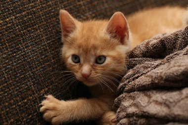 Seçici odak oynak zencefil kedi 