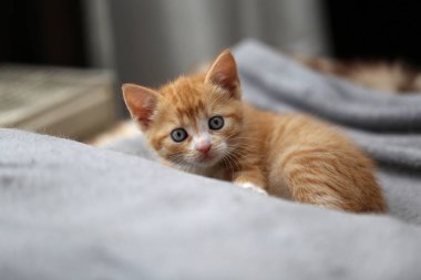 Kanepede küçük şirin zencefil yavru kedi 