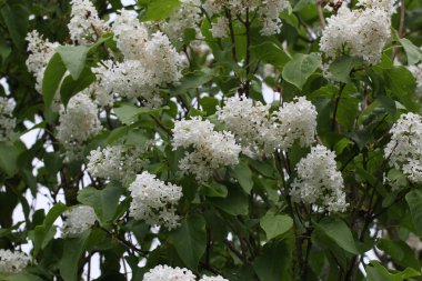 Açık havada güzel çiçekler ile dalları, çiçeklenme ağacı