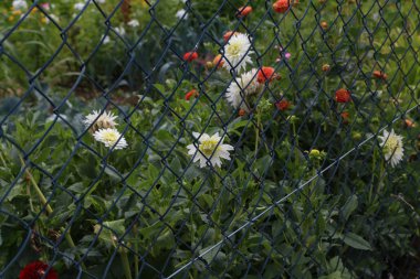 Beyaz güzel çiçekler seçici odak 