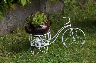 Sempervivum charadzeae, houseleeks veya sonsuza kadar bahar bahçesinde yaşamak