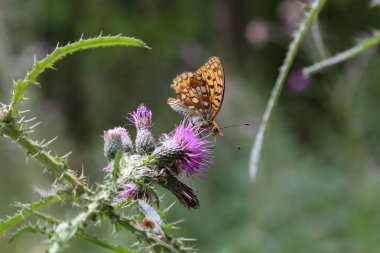 Çiçekler uçan kelebek makro çekim 
