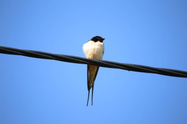 Kuş / Swallow oturur bir tel üzerinde