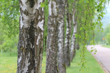 Boş yol boyunca huş ağacı