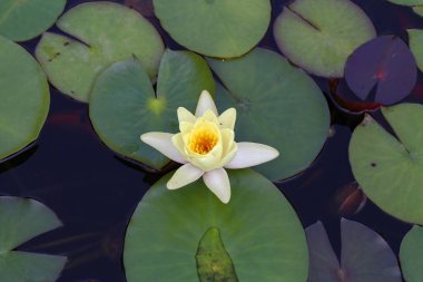 Su üzerinde yeşil yaprakları arasında sarı nymhea çiçek 