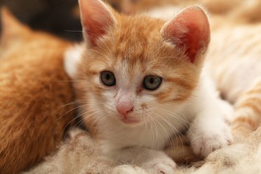 Seçici odak in zencefil şirin yavru kedi kanepede 