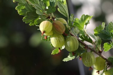 Ağaç dalı üzerinde Gooseberries, seçici odak 