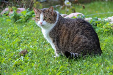 Çayır ile yeşil çim üzerinde kedi ve fare 