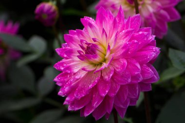 Bulanık arka planda mor çiçek, yakın