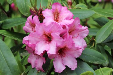 Seçici odak bulanık arka plan üzerine güzel çiçekler