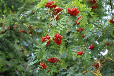 Kırmızı üvez meyveleri dallar yeşil yaprakları ile