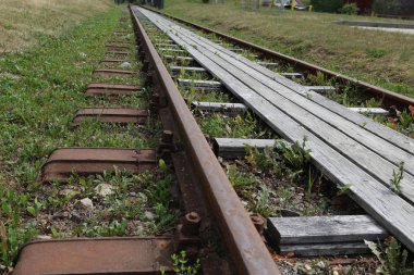 Su üzerinde güzel beyaz kuğu